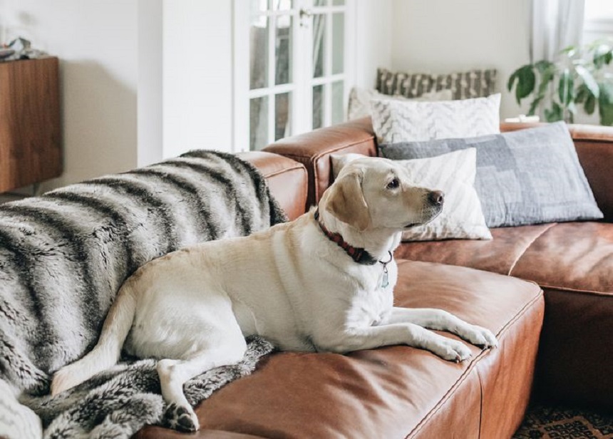 Ghế sofa bằng da có phù hợp cho gia đình nuôi chó mèo?
