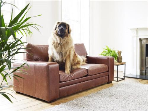 Ghế sofa bằng da có phù hợp cho gia đình nuôi chó mèo?